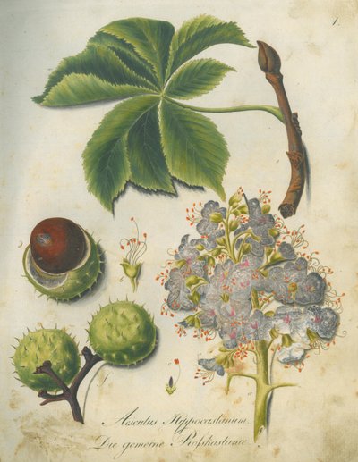 Marronnier d